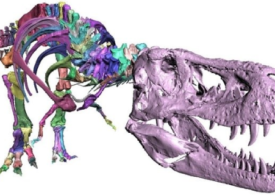 Jak zeskanować 3D ogromny szkielet T-rexa?