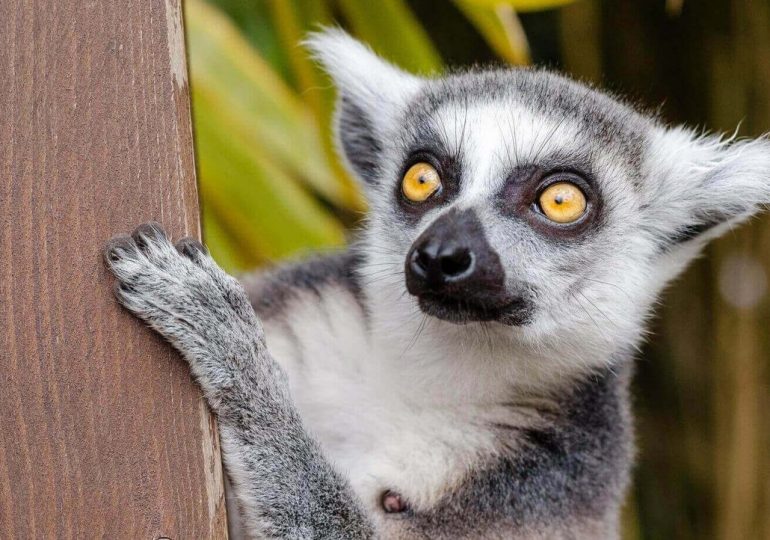 Centrum Duke Lemur - ochrona zagrożonego lemura, za pomocą skanowania 3D i zdjęć rentgenowskich