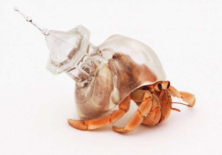 Krab pustelnik żyje w wydrukowanych w 3D skorupach wykonanych przez artystkę