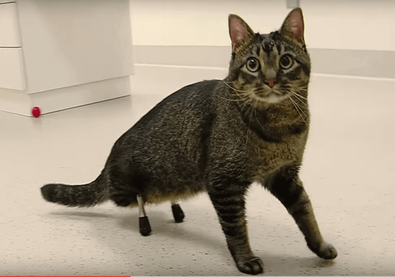 Kot Vincent może chodzić dzięki drukowi 3D