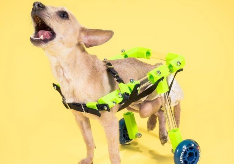 Stwórz swój własny, dostosowany do potrzeb wózek inwalidzki dla zwierząt
