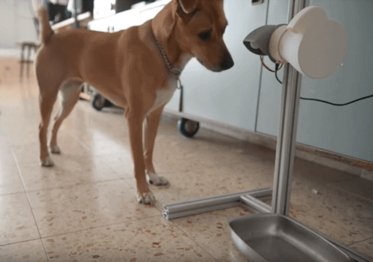 Pies Pawłowa: PlayDog, to drukowana w 3D gra dla psów