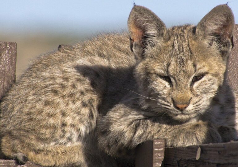 Kocięta bobcat otrzymują drukowane w 3D obroże z lokalizatorem, aby ułatwić śledzenie ich populacji