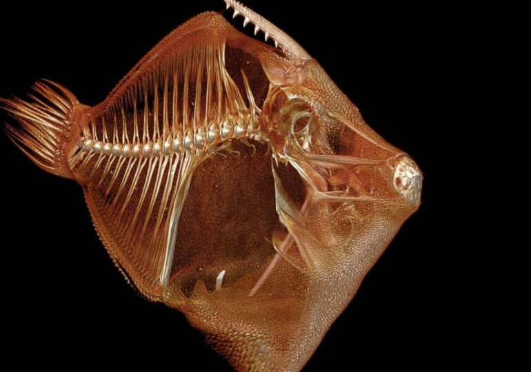 Projekt ScanAllFish przekształcający ryby w skany 3D