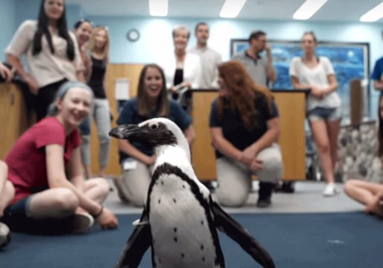 Uczniowie pomagają pingwinowi Purpsowi znów chodzić dzięki drukowi 3D