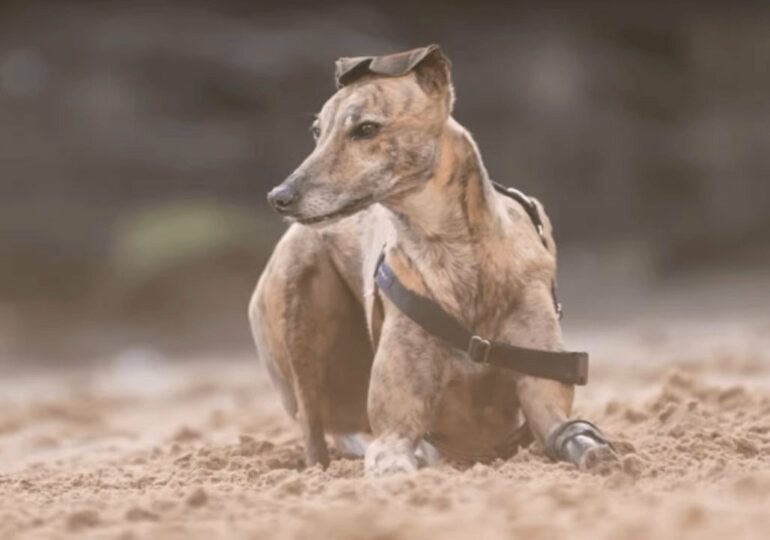 Chart Millie jest pierwszym psem w Australii, który otrzymał protezę nogi wykonaną w technologii 3D