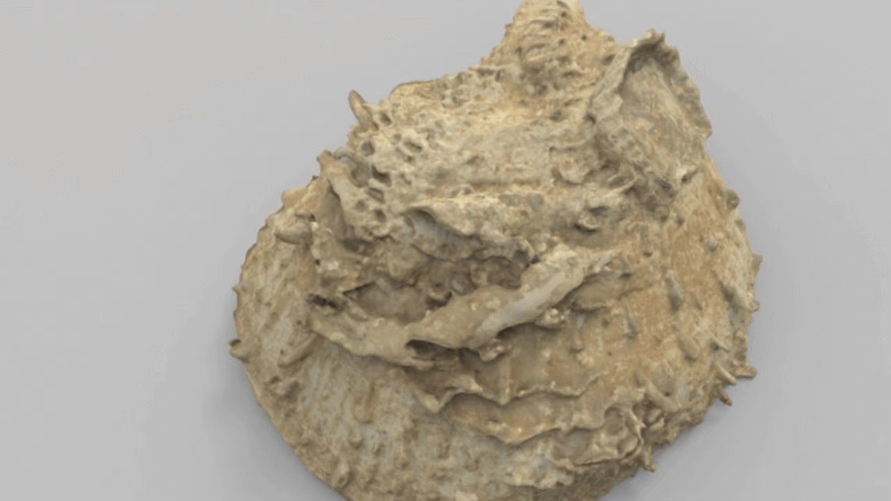 Threeding i Artec digitalizują olbrzymią kolekcję paleontolaogiczną